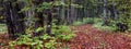 Panorama of autumn forest. Fallen leaves in the woods on a dirt road Royalty Free Stock Photo