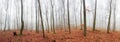 Panorama of Autumn forest with trees at mist Royalty Free Stock Photo