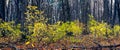 Panorama of autumn forest with yellow leaves and fallen trees Royalty Free Stock Photo