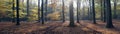 Panorama of autumn leaves and beech trees in the fall Royalty Free Stock Photo