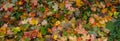 Panorama of autumn leaves. Yellow, orange and red September autumn maple leaves on the ground in a beautiful autumn Park Royalty Free Stock Photo