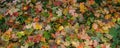 Panorama of autumn leaves. Yellow, orange and red September autumn maple leaves on the ground in a beautiful autumn Park Royalty Free Stock Photo