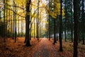 Panorama of autumn way in forest Royalty Free Stock Photo