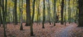 Panorama of a autumn yellow forest with walk path between the trees Royalty Free Stock Photo