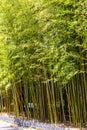 Bamboo thickets in a city park