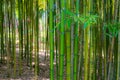 Bamboo thickets in a city park