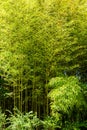 Panorama bamboo forest or bamboo grove