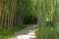 Panorama bamboo forest or bamboo grove with bushes