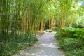 Panorama bamboo forest or bamboo grove with bushes