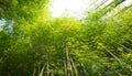 Panorama bamboo forest or bamboo grove and sun light background