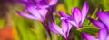 Panorama, banner - close-up of blooming spring flowering plant of the Iridaceae  family, violet crocuses, on natural background on Royalty Free Stock Photo