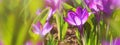 Panorama, banner - close-up of blooming spring flowering plant of the Iridaceae  family, violet crocuses, on natural background on Royalty Free Stock Photo