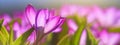 Panorama, banner - close-up of blooming spring flowering plant of the Iridaceae  family, violet crocuses, on natural background on Royalty Free Stock Photo