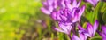 Panorama, banner - close-up of blooming spring flowering plant of the Iridaceae family, violet crocuses Royalty Free Stock Photo