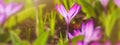 Panorama, banner - close-up of blooming spring flowering plant of the Iridaceae family, violet crocuses