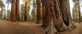 Panorama of the Base of Sequoias in Grove Royalty Free Stock Photo