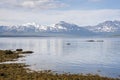 Panorama on the beaches of Tromso Royalty Free Stock Photo