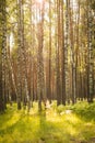 Panorama of beautiful birches in the forest in spring