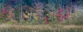 Panorama of a beautiful fall woods