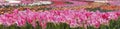 panorama beautiful field of pink tulip flowers in full bloom. spring holiday. banner Royalty Free Stock Photo