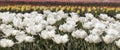 panorama beautiful field of white tulip flowers in full bloom. in spring. banner Royalty Free Stock Photo