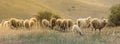 Panorama with beautiful sheep grazing in the mountains