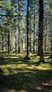 Panorama of beautiful trees at forest in sunrays at sunrise. Beautiful spring landscape in forest in spring. Selective Royalty Free Stock Photo