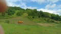 panorama of beauty and customs in a village as well as natural green forests and lakes that are fresh for the eyes Royalty Free Stock Photo