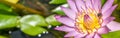 Panorama bee on pink lotus flower in pond. Bee are collecting for nectar from water lily pollen Royalty Free Stock Photo