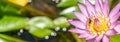 Panorama bee on pink lotus flower in pond. Bee are collecting for nectar from water lily pollen Royalty Free Stock Photo