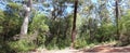 Panorama of Beedelup National Park West Aust