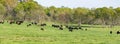 Panorama of beef cattle herd in lush pasture Royalty Free Stock Photo