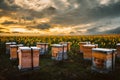 Panorama of beehives in corner of sunflower Royalty Free Stock Photo