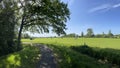 Panorama from a bicycle path through farmland with cows Royalty Free Stock Photo