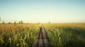 Panorama of Biebrza National Park - birds natural reserve on Podlasie