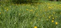 Panorama of biodiversity and sustainable environment with buttercups in park