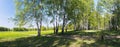 Panorama of birches alley Royalty Free Stock Photo