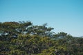 Panorama Bird's eye view of treetop. Evergreen coniferous pine tree, clusters of long needle shaped leaves. Forest