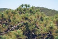 Panorama Bird's eye view of treetop. Evergreen coniferous pine tree, clusters of long needle shaped leaves. Forest grow