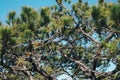 Panorama Bird's eye view of treetop. Evergreen coniferous pine tree, clusters of long needle shaped leaves. Forest grow