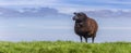 Panorama of a black sheep on top of a dike in Friesland Royalty Free Stock Photo