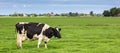 Panorama of a black and white cow in a dutch landscape Royalty Free Stock Photo