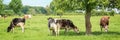 Panorama of black and white cows grazing on grassy green field in Normandy, France. Summer countryside landscape Royalty Free Stock Photo