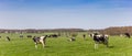 Panorama of Black and white holstein cows in Friesland