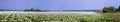 Panorama. Blooming potato field on a sunny summer day. Royalty Free Stock Photo