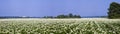 Panorama. Blooming potato field on a sunny summer day. Royalty Free Stock Photo