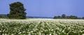 Panorama. Blooming potato field on a sunny summer day. Royalty Free Stock Photo