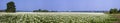 Panorama. Blooming potato field on a sunny summer day. Royalty Free Stock Photo