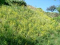 Panorama of blooming spring nature on the rocky shores of the Dnieper island of Khortytsia. Royalty Free Stock Photo