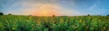 Panorama of blooming sunflowers with beautiful sunset. Agriculture crop fields ofyellow sunflowers.Field of sunflower and phaceli Royalty Free Stock Photo